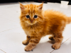 Persian cat